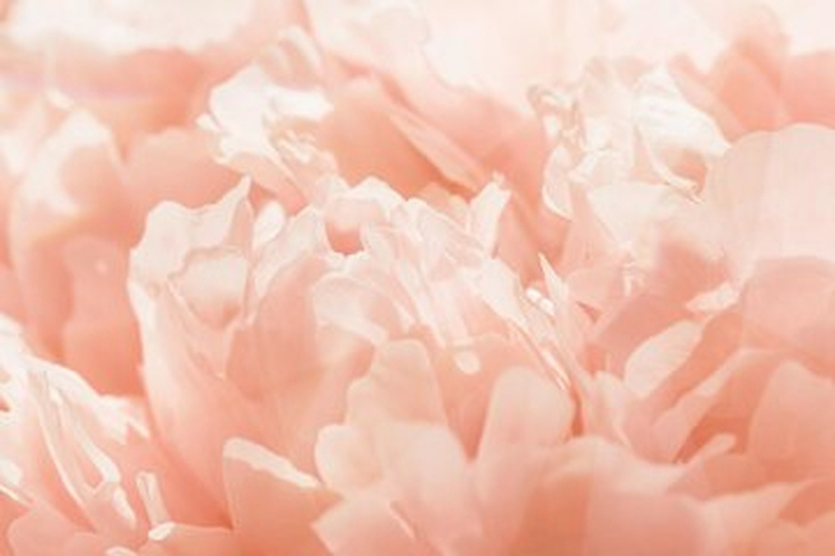 Kelopak bunga peony merah muda pucat dalam jarak dekat